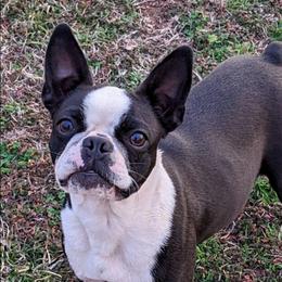 Flower - Boston Terrier