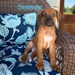 Seaside - Rd whtn blk nose female Rhodesian Ridgeback puppy in Arcadia, Oklahoma from Ahyoka Rhodesian Ridgebacks