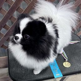 Cleo - Pomeranian
