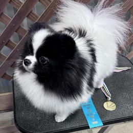 Cleo - Pomeranian