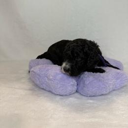 Violet - Black female Poodle puppy in Longview, Washington from Evergreen Miniature Poodles