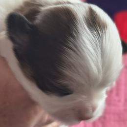 Obi Wan - White male Lhasa Apso puppy in Greenville, South Carolina from Lots of Lhasa Love