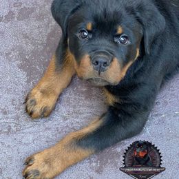 Rottweiler Puppies from Von Der Hing Rottweilers
