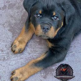 Rottweiler Puppies from Von Der Hing Rottweilers