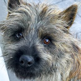 Knox - Cairn Terrier