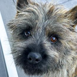 Knox - Cairn Terrier