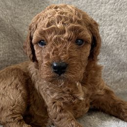 Goldendoodles from Pawsome Pups