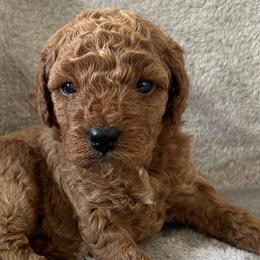 Goldendoodles from Pawsome Pups