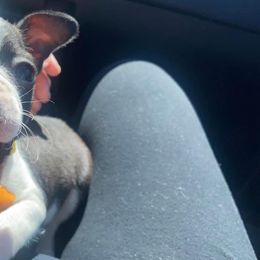 Boston Terrier Puppies from The Terriers Place