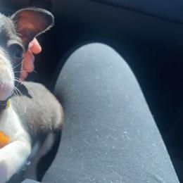 Boston Terrier Puppies from The Terriers Place