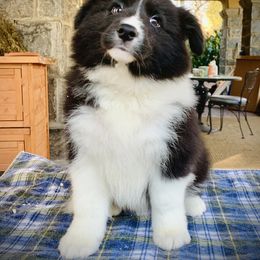Border Collie Puppies from Beloved Border Collies
