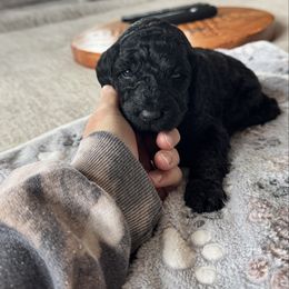 Midnight - Black male Labradoodle puppy in Constableville, New York from Zehr’s Labradoodles & Bernedoodles