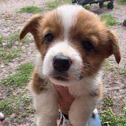 Ivy's Boy 2 - Red male Pembroke Welsh Corgi puppy in Middleburg, Florida from Mulkeys Little Corgis