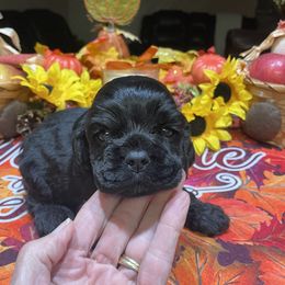 Cocker Spaniel puppies from Barbara Richards' Cocker Kennel, Pensacola, FL