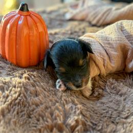 Walnut - Black tri male Toy Australian Shepherd puppy in Inola, Oklahoma from Blue Stem Companions