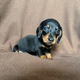 Leo - Black and tan male Dachshund puppy in Opelika, Alabama from Dachshund Darlins