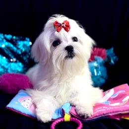 Sunny - White female Maltese puppy in Arab, Alabama from Always Maltese