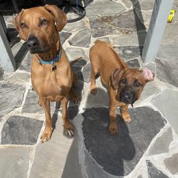 Rhodesian Ridgeback All Grown Up from RR Ridgebacks
