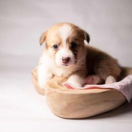American Corgi and Pembroke Welsh Corgi Puppies from Constellation Corgi