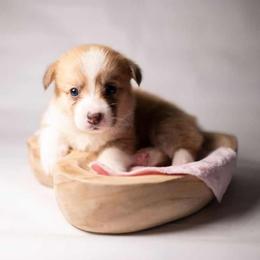 American Corgi and Pembroke Welsh Corgi Puppies from Constellation Corgi