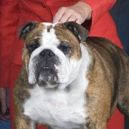 Lucy - Bulldog