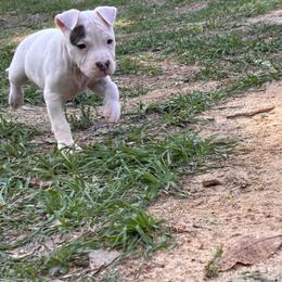 Aurora - White female American Staffordshire Terrier puppy in Lizella, Georgia from Àine Amstaffs