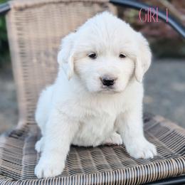 Girl 1 - White female Great Pyrenees puppy in Yakima, Washington from Naches Heights Ranch