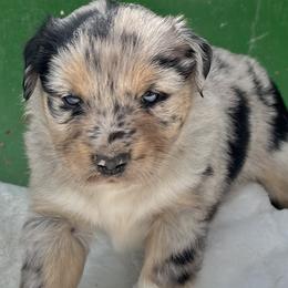Wynona - Blue merle female Miniature Australian Shepherd puppy in Godley, Texas from Nana and Paws Aussies
