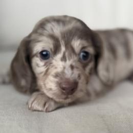 Finn - Dapple male Dachshund puppy in Bentonville, Arkansas from Boujee Buns Dachshunds
