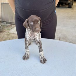 Moxie - Liver roan female German Shorthaired Pointer puppy in Glennville, Georgia from Andre Family Farms & Kennels