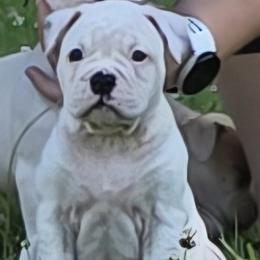 Almond Joy - White female American Bulldog puppy in Three Rivers, Michigan from Jemms Kennels