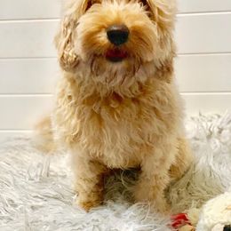 Sissie - Goldendoodle