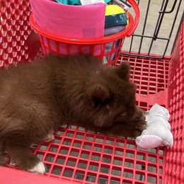 Siberian Husky Puppies from Rose Trail Siberian’s