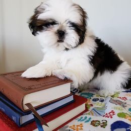 Shih Tzus from JoCar Shih Tzu