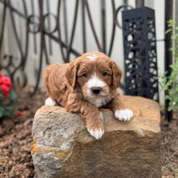 Tribute - Red  male Goldendoodle puppy in Wharton, Texas from Little Fur Friends