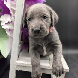 Iris - Blue female Weimaraner puppy in Evart, Michigan from Drehbar Weimaraners