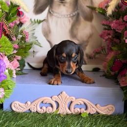 Pete - Black and tan male Dachshund puppy in Wills Point, Texas from Duck Creek Farm