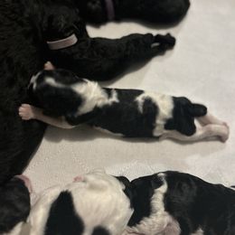 Poodle Puppies from KG Poodle Haus