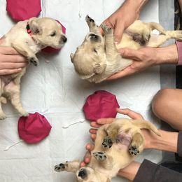 Golden Retriever Puppies from Bennett Goldens