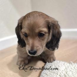 Van - Cream male Dachshund puppy in Oklahoma City, Oklahoma from OkieDoxieland Dachshunds
