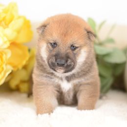 Hefley -FULL REGISTRATION INCLUDED- - Sesame male Shiba Inu puppy in Neosho, Missouri from Kenny Cave K9s