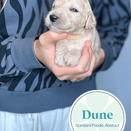 Poodle Puppies from Woofadoodles