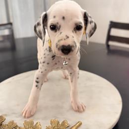 Dalmatian puppies from Lala's Polka Dots
