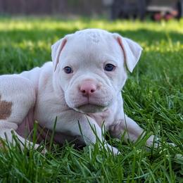 "5 Weeks 04/10" Olde English Bulldogge Puppies from Bachman Olde English Bulldogge LLC