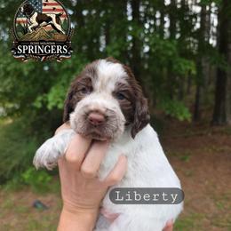 Liberty - Liver white and roan male English Springer Spaniel puppy in Ocoee, Tennessee from Ocoee Mountain Springers