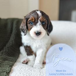 Beau - Parti male Goldendoodle puppy in California City, California from Summer Sun Doodles