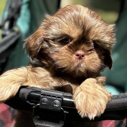 Boy 2 - Chocolate Shih Tzu puppy in Wooster, Ohio from Mending Hearts Shih Tzu's