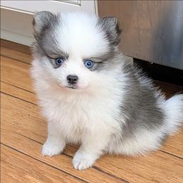 Holly - Gray and white female Pomsky puppy in Charlotte, Michigan from Moore Pomskies