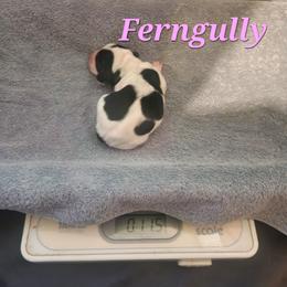 Ferngully - Black brown and white female Basset Hound puppy in Mill Springs, North Carolina from Mountain View Basset Hounds