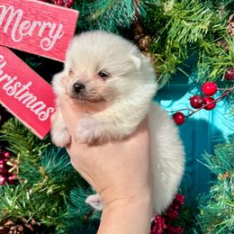 Evan - White male Pomeranian puppy in Springfield, Missouri from Hope Mountain Pomeranians